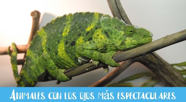 Animales con los ojos más espectaculares