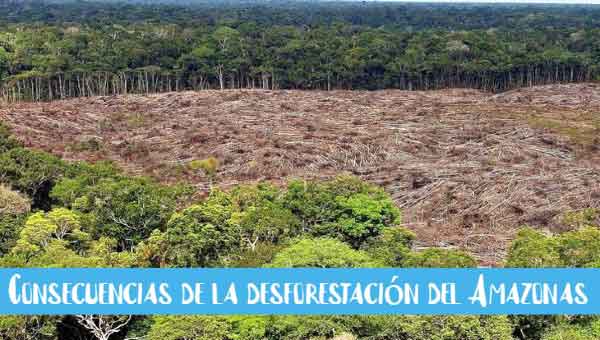Consecuencias de la desforestación del Amazonas