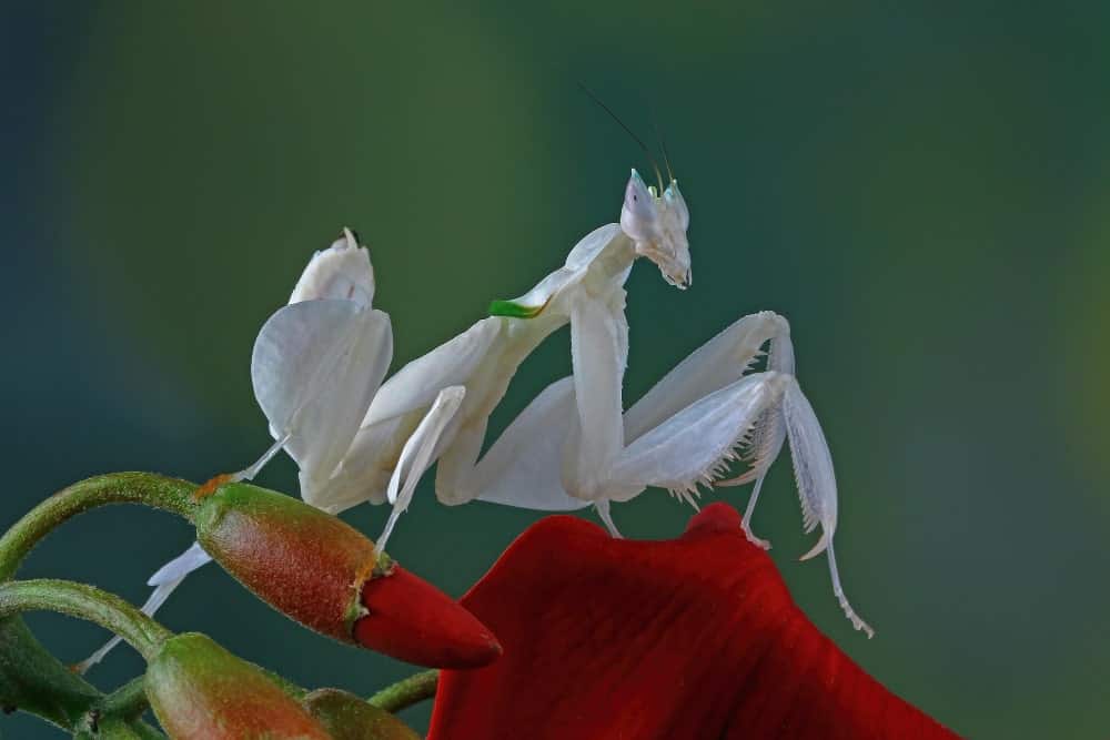 mantis flor