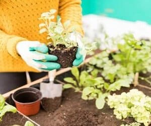 Cómo cultivar tu propio huerto urbano: consejos para principiantes