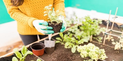 Cómo cultivar tu propio huerto urbano: consejos para principiantes