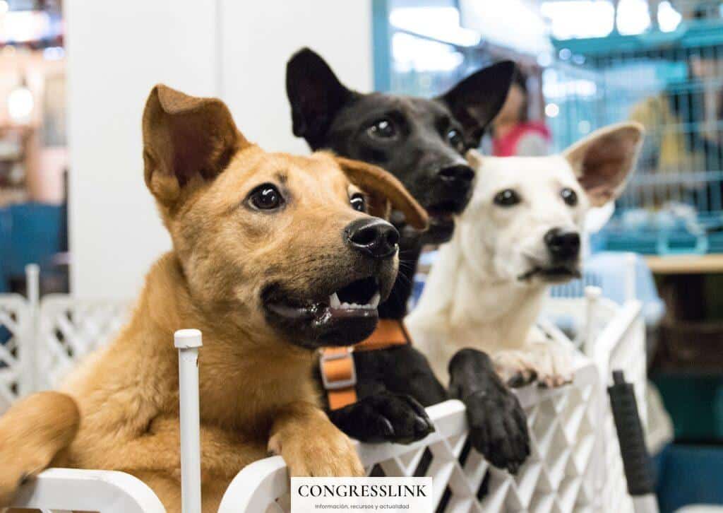 Adoptar una mascota