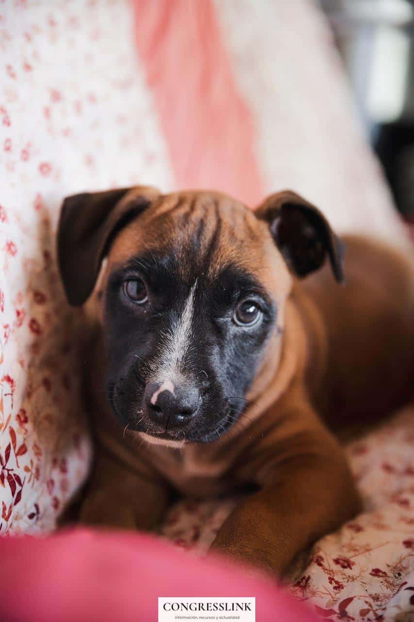 Adopción responsable de mascotas