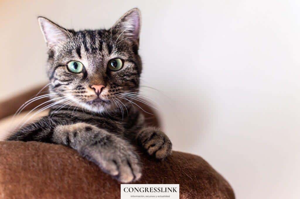 simba, cat, portrait