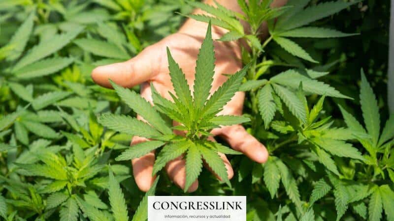 Flores, hash o vapers hhx: ¿cuál se adapta mejor a ti?