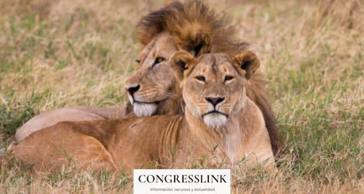 leones en tanzania