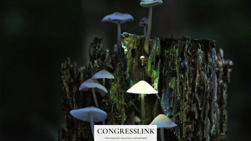 ¿Qué son las setas alucinógenas?