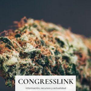 Mejores flores CBD en 2026: guía completa para elegir calidad premium