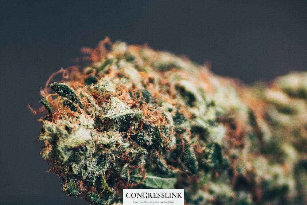 Mejores flores CBD en 2026: guía completa para elegir calidad premium